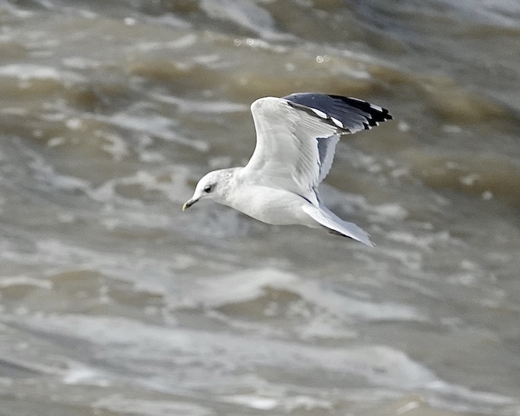 common gull